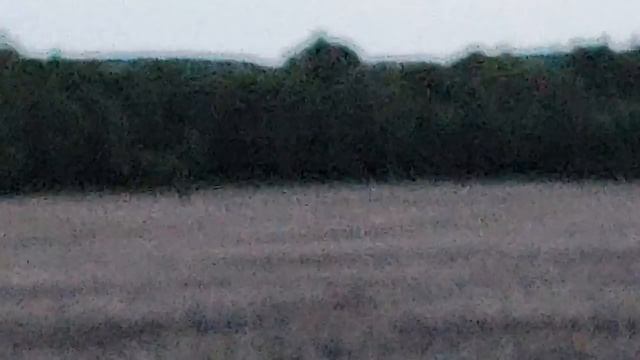 Охота на кабана с сайги ТГ-2 366ТКМ часть 2