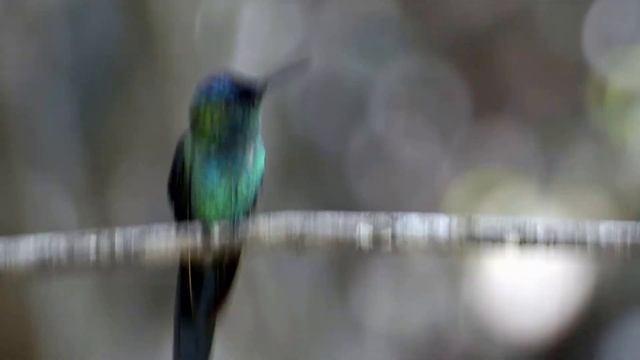 Beija-flor-de-fronte-violeta смотреть онлайн