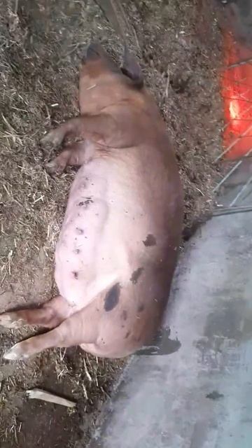 схватки у свиноматки #рецт по по-быстрому смотреть онлайн