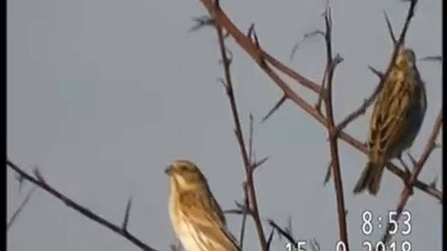 Animal World Discoveries