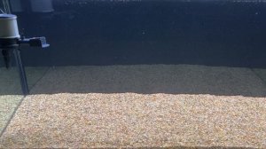 Запуск аквариума с нуля