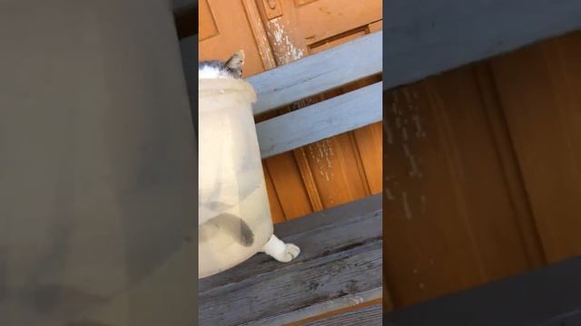 Я ХОЧУ РЫБУ!!! смотреть онлайн
