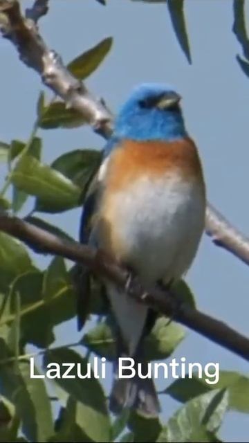 Lazuli Bunting #short смотреть онлайн