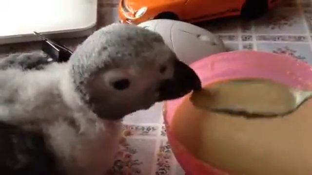 Птенец выкормыш Жако из питомника king-parrot.ru смотреть онлайн