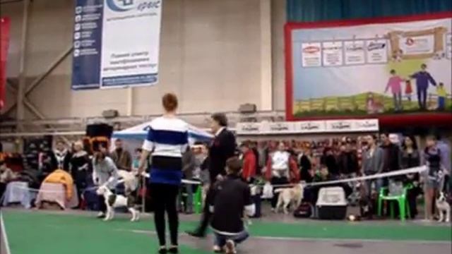 бэбики сравнение смотреть онлайн