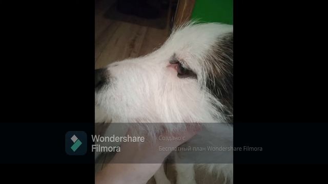 Собаки одни из самых милых созданий на земле! смотреть онлайн