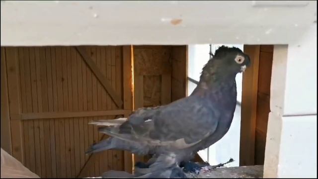 Потратил 1,000,000 на самку за 24 часа! Двухчубые голуби. Tauben. Pigeons. Palomas. Pombos. 비둘기.