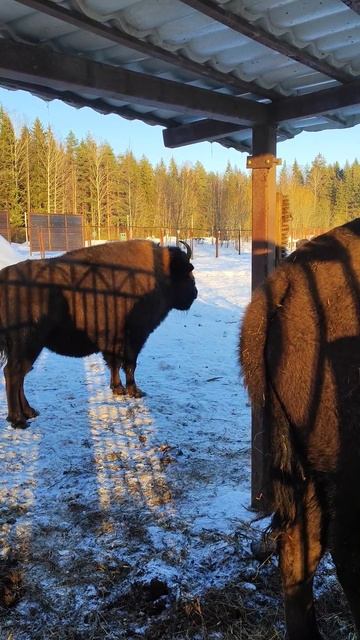 Когда избушка к тебе задом. #зубр #бык #бизон #животныекраснойкниги #исчезающиеживотные #russia смотреть онлайн