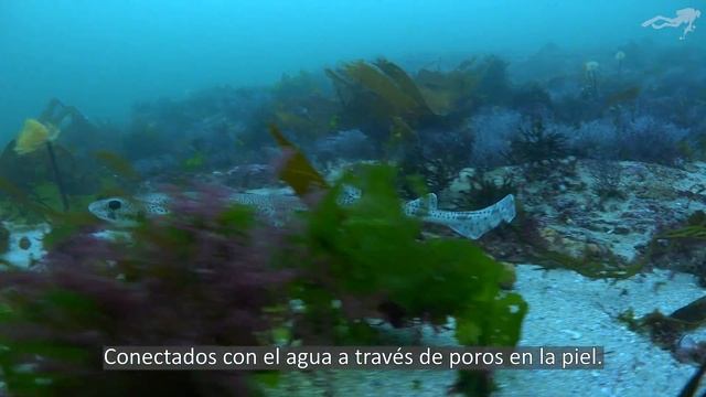 Pintarrojas, tiburones en las islas Cíes. смотреть онлайн
