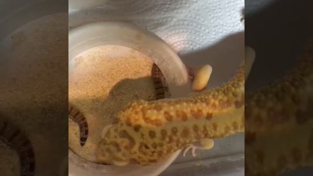Super giant tremper tangerine feeding смотреть онлайн