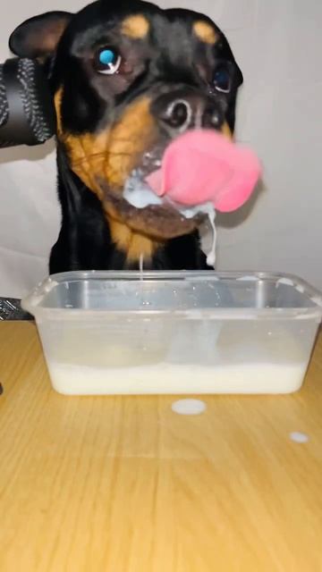 Cute dog ASMR! #shorts #short #asmr смотреть онлайн