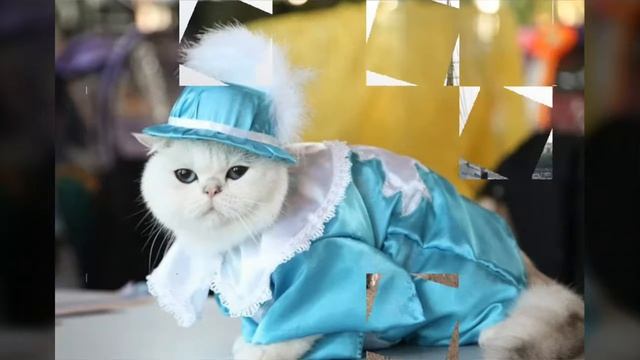 Неформальный День Кошки смотреть онлайн