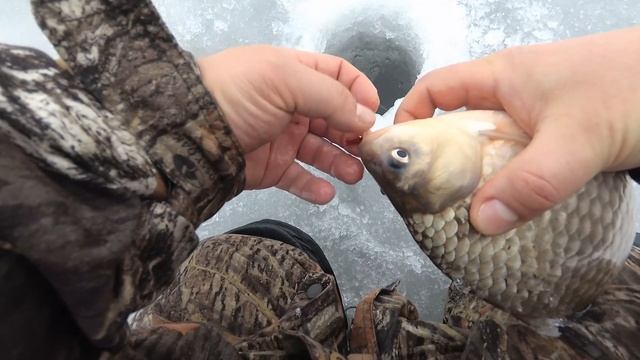 ЛЮТЫЕ КАРАСИ ВОРУЮТ УДОЧКИ! смотреть онлайн