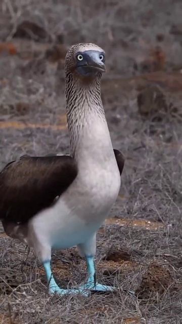 The blue-footed boobies on San Cristobal were just starting to to display mating behaviors. смотреть онлайн