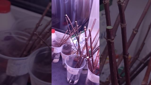 Зимнее черенкование метельчатых гортензий. 03.02.2024 смотреть онлайн