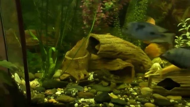 Аквариумные рыбки смотреть онлайн