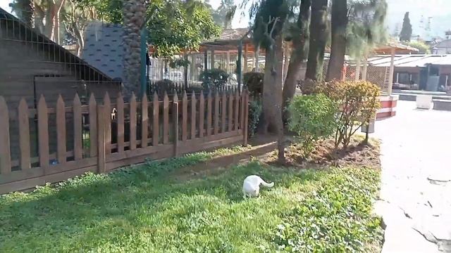 Respect #animals# Cat park in Turkey# Кошачий парк в Турции смотреть онлайн
