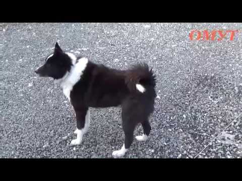 164. ПРИВЕТ ОТ СОБАКЕНА !!!