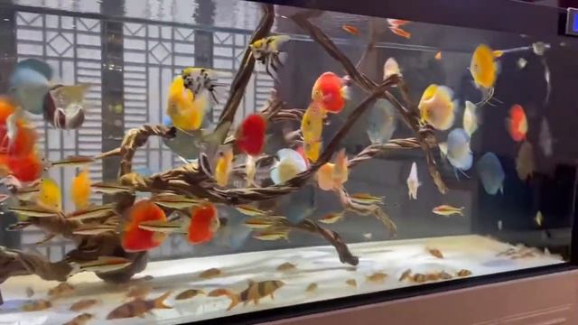 Аквариум с дискусами и скаляриями от Trần Trung Dũng смотреть онлайн