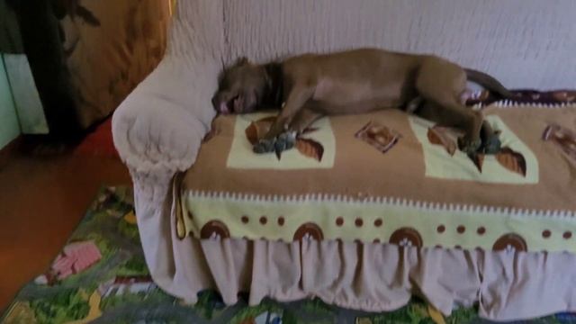 Как протекает беременность питбульки Бетти?Бруно сам в доме!#apbt #рекомендации #pitbull смотреть онлайн