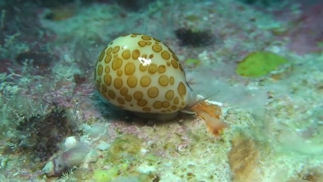 Cypraea mariae смотреть онлайн