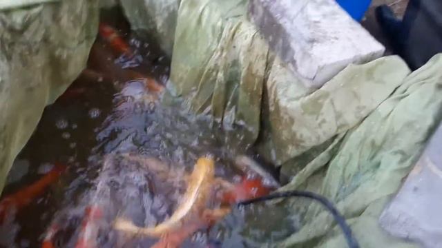 Урожай 2016 двухлетки часть 3 смотреть онлайн