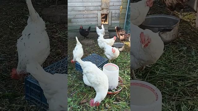 Пришла беда .😢😢😢 Мой бедный жора. Мой петух который выполнил свой долг до последнего. смотреть онлайн