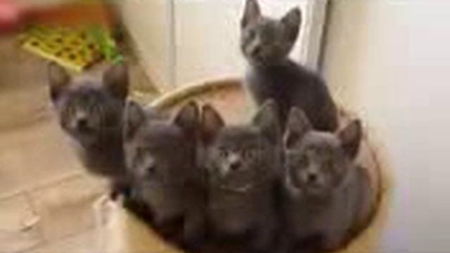 Видео Подборка Приколов с Животными 44 Кошки Собаки Смешные Животные 2014 смотреть онлайн