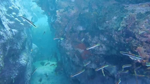BENEATH THE SURFACE - Found a Blind Shark at Fairy Bower смотреть онлайн