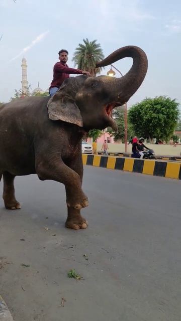 elephant | sab gajab | viral video | #shorts #animals #trending #instagram смотреть онлайн