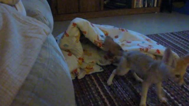 Milo (Fennec Fox) playing смотреть онлайн