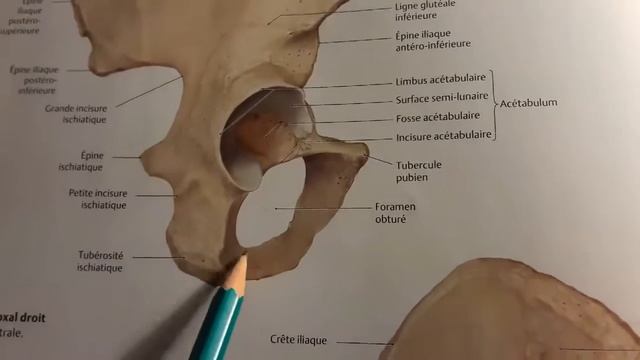 Os coxal смотреть онлайн
