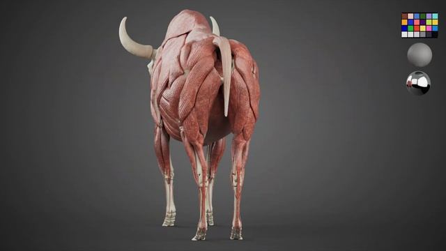 European Bison VFX 3d model смотреть онлайн