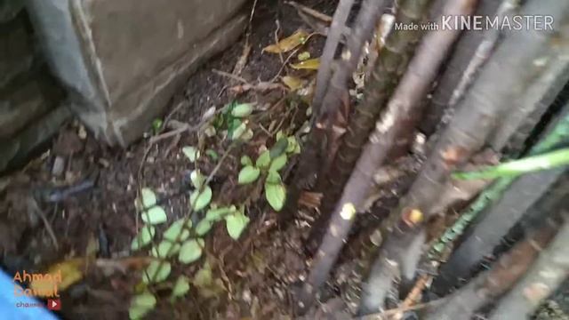 Ketemu kaki seribu gendut dan gundukan tanah yang aneh смотреть онлайн