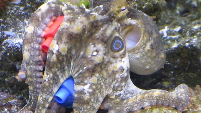 Diego - Octopus Bimaculoides Lego Enrichment Feeder смотреть онлайн