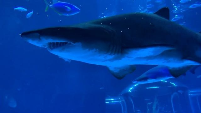 Bull Shark смотреть онлайн