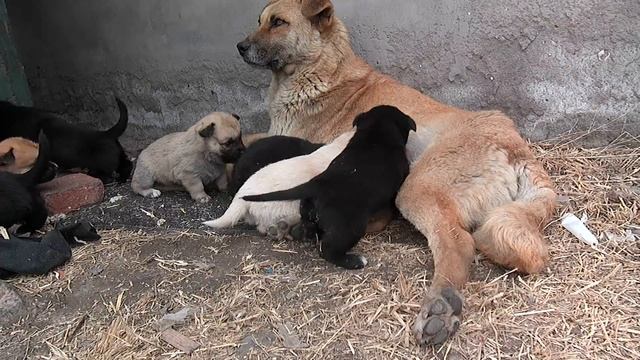 狗媽餵奶順便看看小狗的性別 смотреть онлайн
