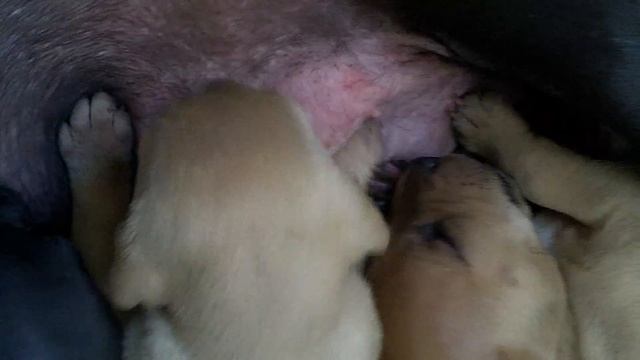 мамба +баско щены 07,07,2014 смотреть онлайн