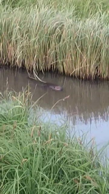 Природа, весна, бобр #nature смотреть онлайн