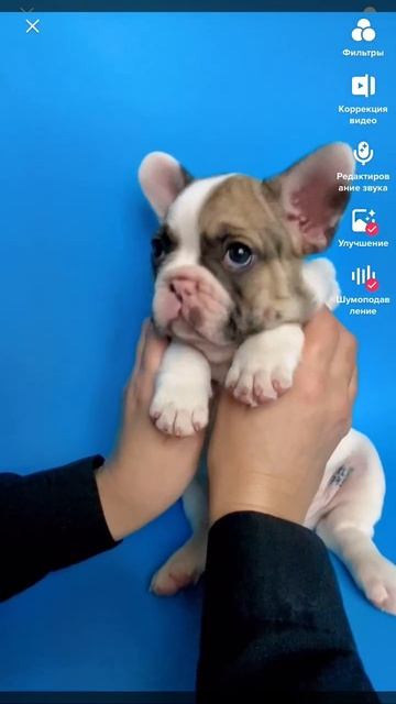 Французский бульдог смотреть онлайн