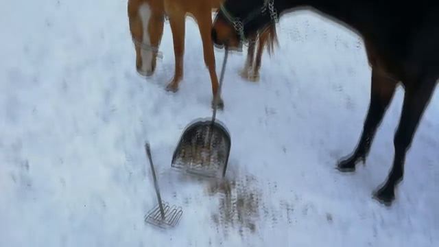 Лошади занимаются уборкой смотреть онлайн