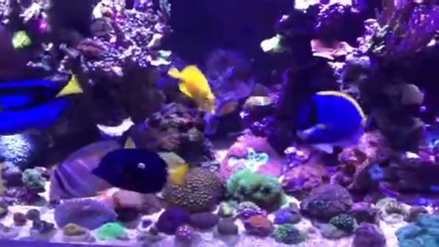 Kopi av Ny powder blue tang смотреть онлайн