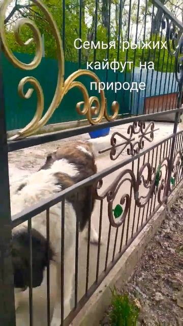 #сенбернарлюбимый #большие добрые собаки смотреть онлайн