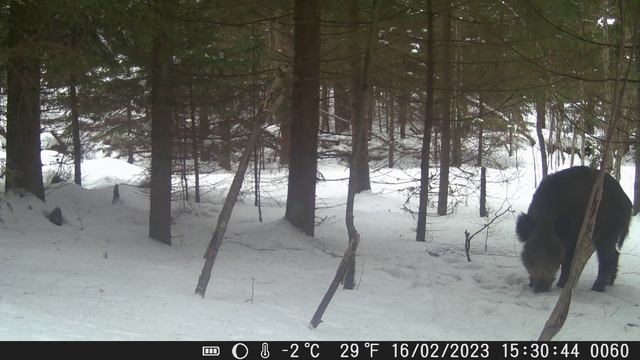 Кабан/Boar/16.02.2023/1 смотреть онлайн