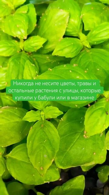 Насекомые на ферме! #даогрин #ситиферма #насекомыевредители #вредители #тля #трипс #паутинныйклещ смотреть онлайн