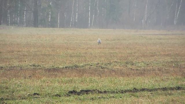Журавель і кнігаўка смотреть онлайн