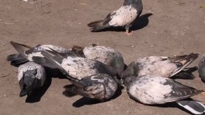 Кировоградские  голуби (Сиренивые)