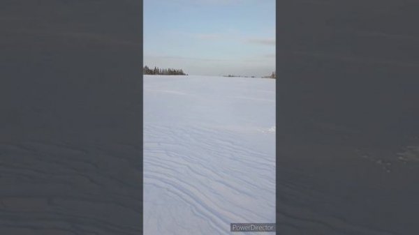 Где ночуют тетерева зимой