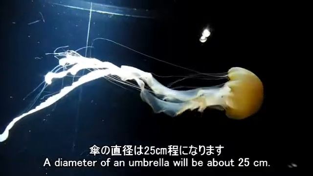Indonesian sea nettle Chrysaora chinens インドネシアンシーネットル【加茂水族館】 смотреть онлайн