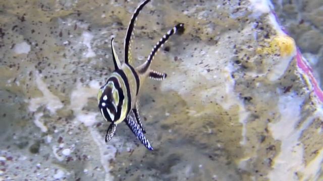 プテラポゴン　カウデルニィー　Banggai cardinalfish　Pterapogon kauderni смотреть онлайн